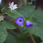 Blue Fiesta Flower