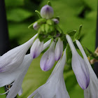 Hosta or Plaintain Lily
