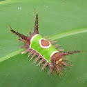 Saddleback Caterpillar