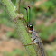 Antlion