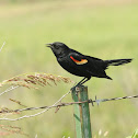 Red-winged blackbird (male)