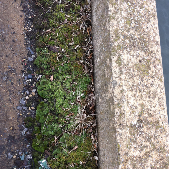 Spotting Image 1
