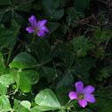 Wood Sorrel