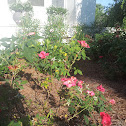 Nock Out Rose