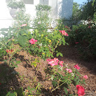 Nock Out Rose