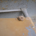 Cuban Tree Frog
