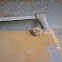 Cuban Tree Frog