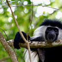 Colobus Monkey
