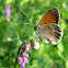 Small heath