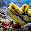 Ink-Spot Sea Squirt
