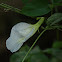 Clitoria ternatea (Butterfly pea, pigeon wings)