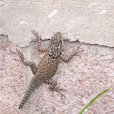 Yarrow's spiny lizard