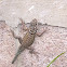 Yarrow's spiny lizard