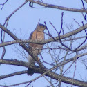coopers hawk