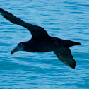 Southern Giant Petrel