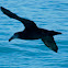 Southern Giant Petrel