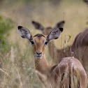 Impala