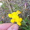 Bird's foot Trefoil