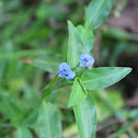Climbing dayflower