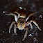 Jumping Spider