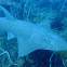 White-spotted Guitarfish