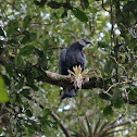 American Black Vulture