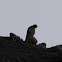 Peregrine