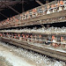 Jaulas Gallinero Industrial