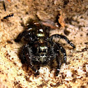 Jumping Spider