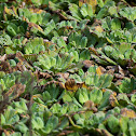 Water Lettuce