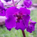 Purple Mullein