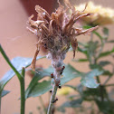 Ants