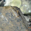 Stonefly