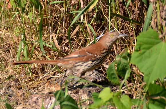 Spotting Image 1