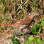 Brown Thrasher