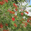 Bottle Brush Tree