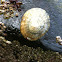 Limpet