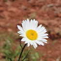 Ox-Eye Daisy