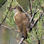 Great Reed Warbler; Carricero Tordal