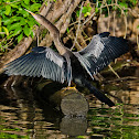 Anhinga