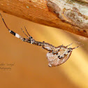 Grey House Spider / Humped Spider