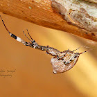 Grey House Spider / Humped Spider