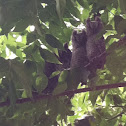 Screech owls