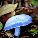 Indigo Milk Cap