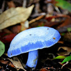 Indigo Milk Cap