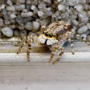 Jump Spider