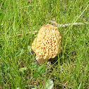 Morel