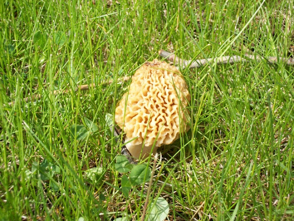 Spotting Image 1