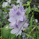 Water Hyacinth