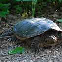 Common Snapping Turtle